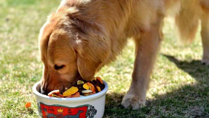 青島卡爾寵物食品深度解析 品質如何，是否值得您的選擇？