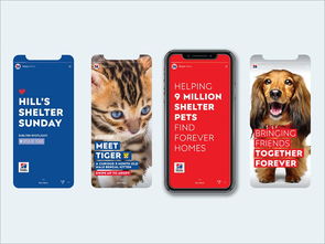 以愛(ài)為筆，以食為畫(huà)——專(zhuān)訪(fǎng)寵物食品包裝設(shè)計(jì)師